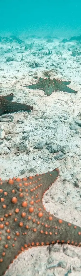 Mysteriöse Unterwasserwelt